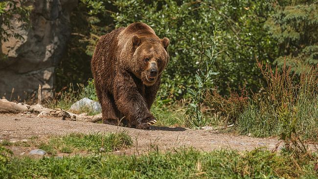 Ultime della sera: ​Life Ursus
