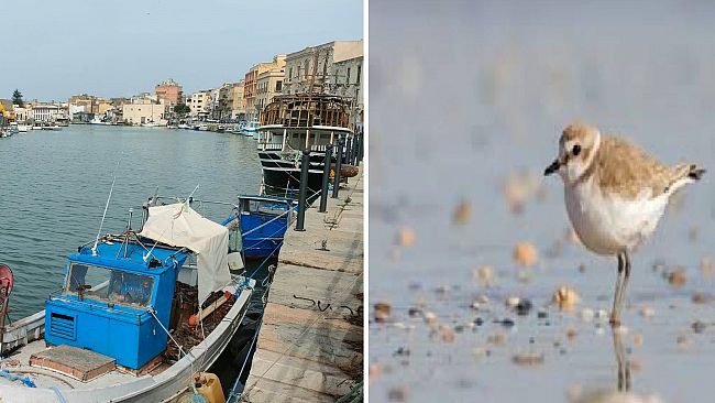 “Una punta di Sal”. La questione ambientale e il dragaggio del porto di Mazara  