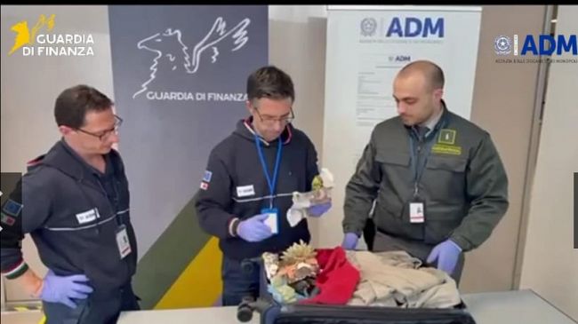 Aeroporto di Palermo: sequestrati 13 esemplari di corallo protetto