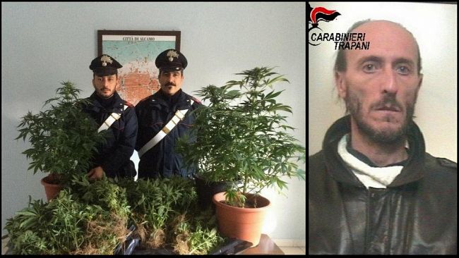 ALCAMO – Arrestato dai Carabinieri insospettabile “pollice verde”. Coltivava canapa indiana all’interno di un bunker sotterraneo illuminato mediante energia elettrica sottratta dalla rete pubblica.