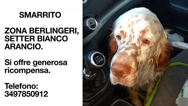 Mazara, Smarrito Setter bianco e arancio, offresi generosa ricompensa