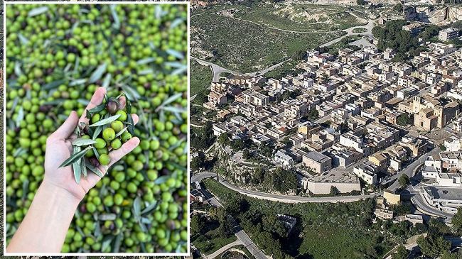 ​Custonaci aderisce al progetto “Comunità dell’Olio”