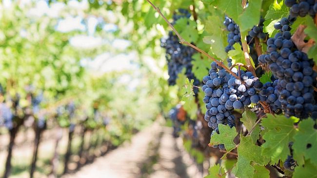 Sicilia, in crisi le cantine sociali del vino 