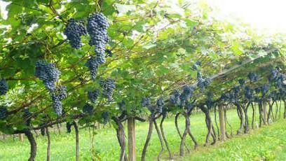 Amministrative 2015- Un appello ai candidati sindaco dal mondo del vino: “Per veder rifiorire questa città bisogna puntare sull’Enoturismo”