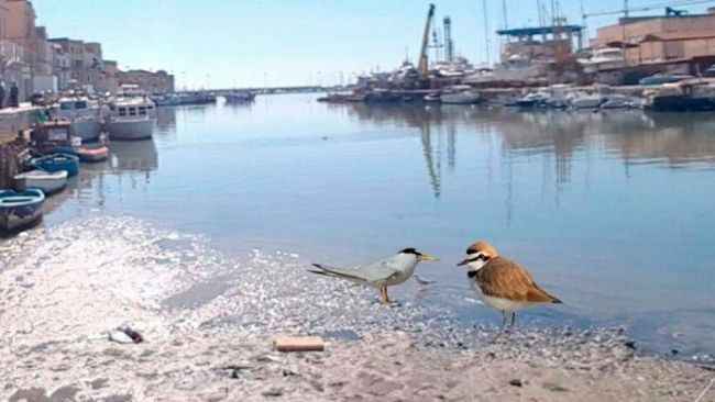 Mazara, dragaggio porto canale, anche Quinci, dopo Cristaldi, colpito dalla “maledizione del fratino e fraticello”?