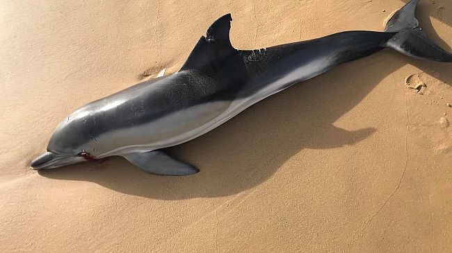 Ritrovato un delfino morto sulla spiaggia di Tre Fontane