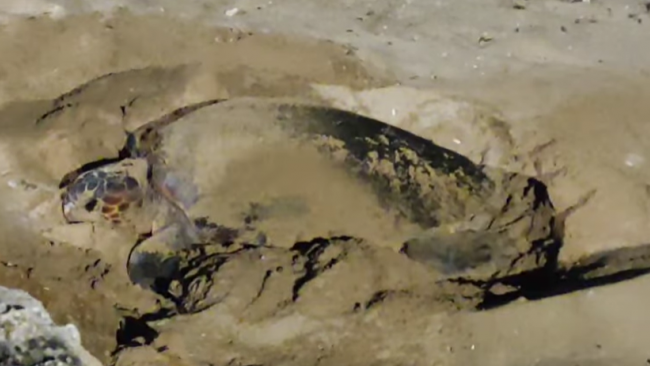 Petrosino, tartaruga caretta caretta depone uova sulla spiaggia