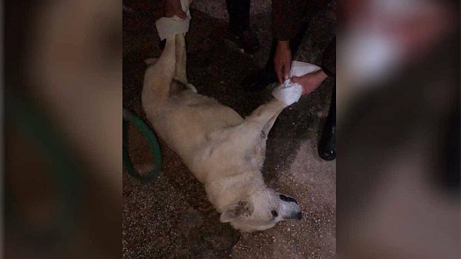 Mazara, cane avvelenato in C/da Santa Maria. La rabbia dei residenti soccorritori