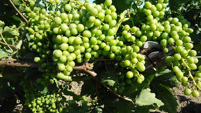 Viticoltura, Covid19, al via la “vendemmia verde”: sostegno fino a 15.000 euro