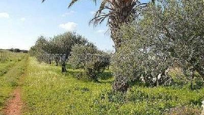 Un ex poliziotto ucciso nelle campagne mazaresi