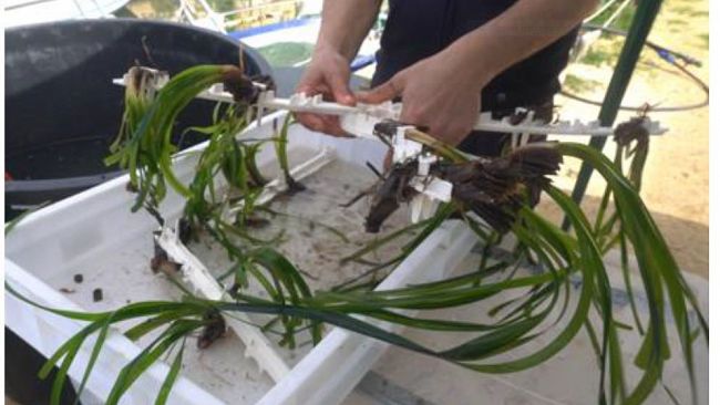 Marsala, effettuato il primo impianto verso la riforestazione della posidonia nello Stagnone