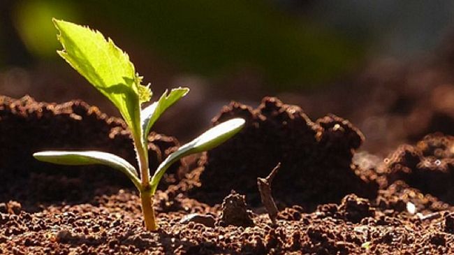 Covid-19, agricoltura e pratiche sleali. E l’Unione Europea invece di tutelare il settore rimane a guardare