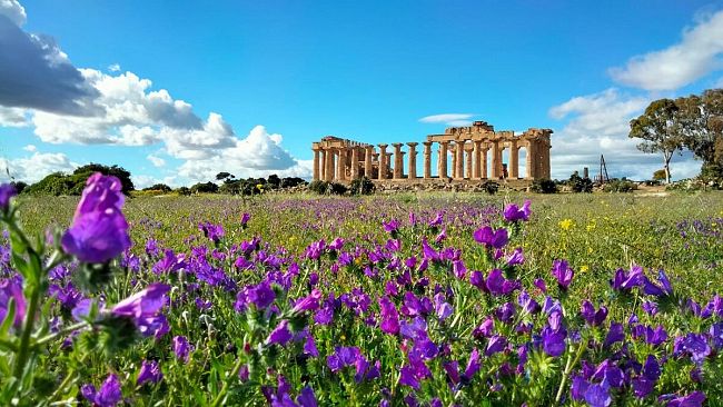 Scoperto un alveare di ape nera sicula alla base del tempio di Selinunte