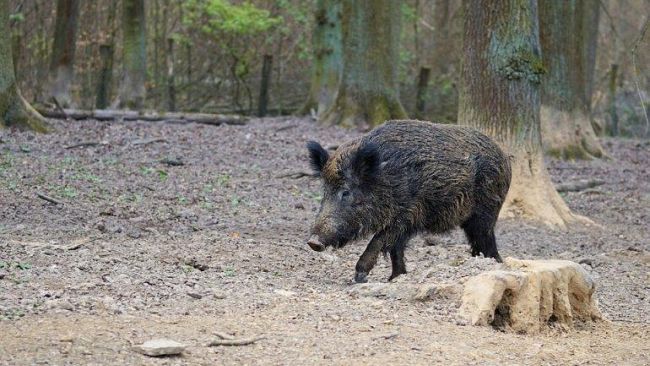 Incontri ravvicinati con cinghiali a Boccarena. Il Comitato chiede intervento delle autorità competenti.