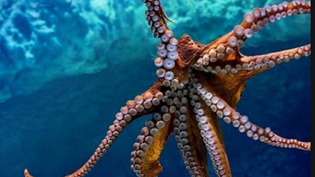 Il mondo ha fame di polpo, e se li allevassimo?
