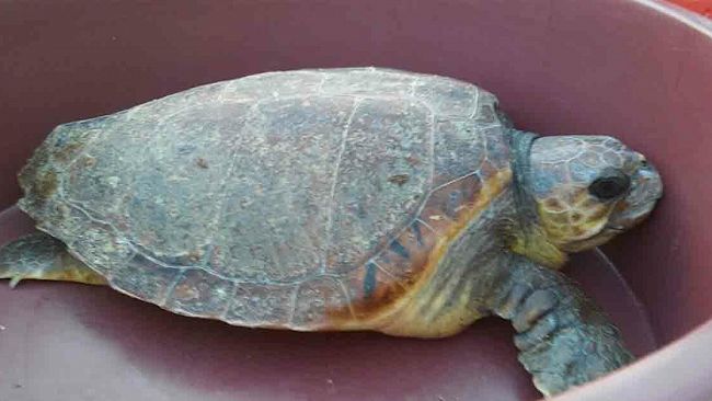 Erice, il 5 novembre a San Giuliano la Caretta Caretta Beatrice sarà liberata in mare