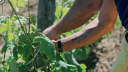 Castelvetrano – Stipulato un protocollo d’intesa per il reinserimento dei detenuti attraverso il lavoro nei campi