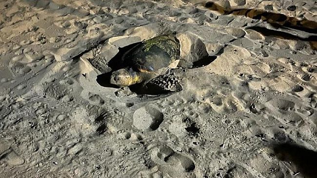 L'appello di Legambiente per proteggere il nido di tartaruga a Triscina