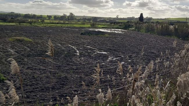 Grano nel trapanese: produzione dimezzata e prezzi al collasso, l’allarme della CNA