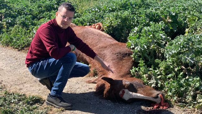 Trapani, scoperto cavallo ucciso. Giro di corse clandestine in città?