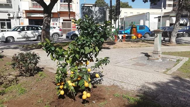 Marsala, alberi di limone piantumati in piazza Caprera