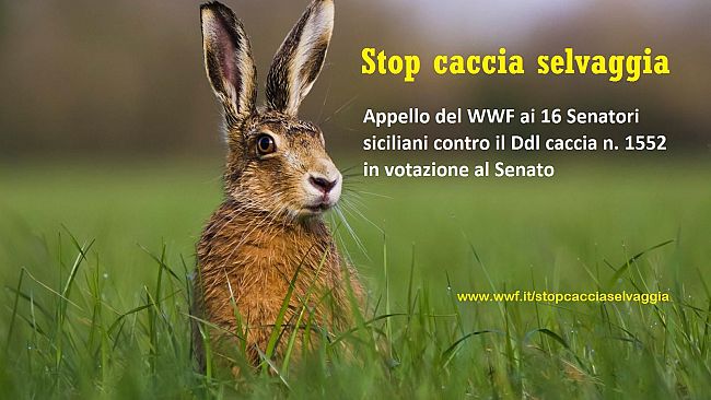 Caccia, il WWF Sicilia contro il DDL Malan: 