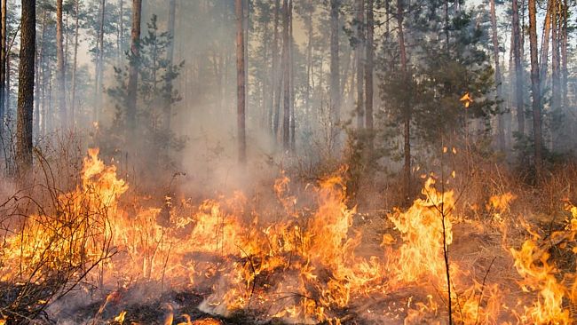 ​Sicilia tra siccità e incendi. “Avviate subito i lavoratori Forestali”