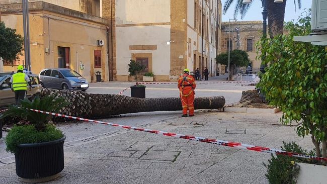 Il punteruolo rosso attacca le palme davanti al teatro Selinus, il comune le rimuove