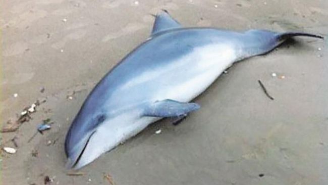 Non ce l’ha fatta il delfino spiaggiato ad Alcamo Marina. Da accertare cause della morte