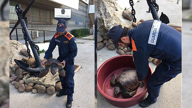 Mazara, recuperato un giovane esemplare di Tartaruga “Caretta caretta”