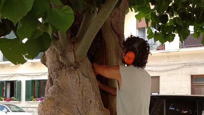 Associazione Erythros: «Le eritrine vanno salvaguardate»