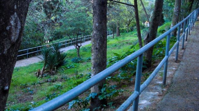​Valderice, al via pulizia nella pineta comunale