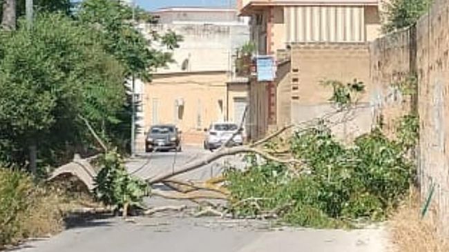 Mazara, cade un albero in via Mongiolisi. Sospesa momentaneamente la circolazione