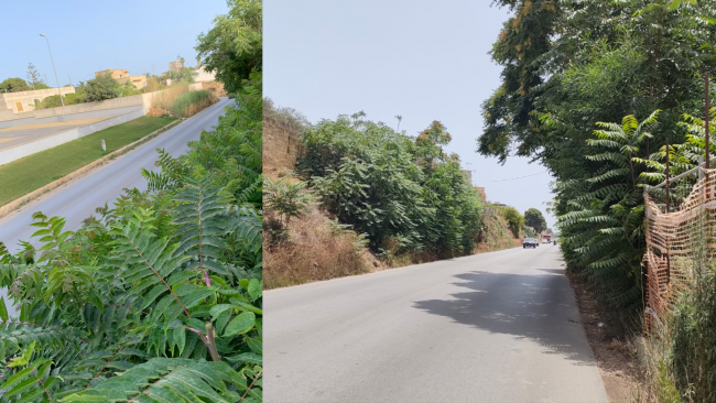 Mazara, vegetazione selvaggia nella via Giovanni Falcone ostruisce la visuale della carreggiata 