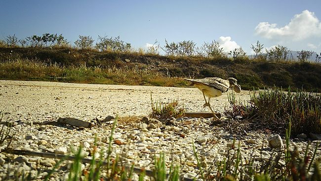 Le Saline di Trapani e Paceco su RAI 3 nello Speciale WWF “Oasi per il Pianeta”