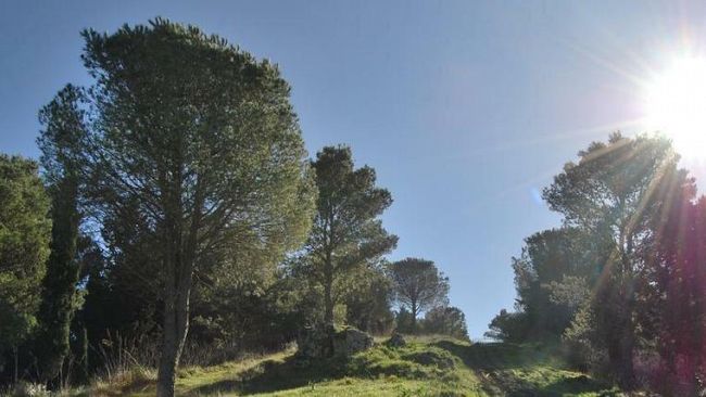 Vita, Sventato un furto di legna all’interno del Bosco Baronia