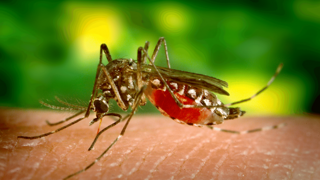Casi di virus “West Niles”, l’Asp di Trapani chiarisce con una nota