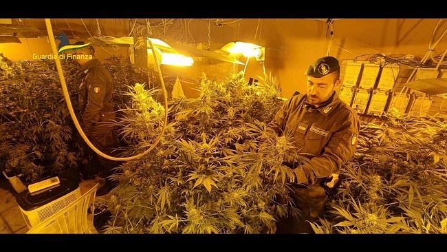 Palermo, la GdF sequestra piantagione indoor di 250 piante di marijuana: arrestati due responsabili