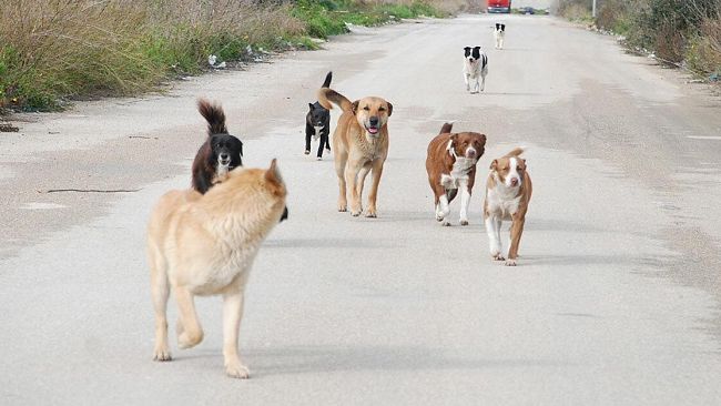 Mazara, istituito il nuovo elenco comunale per il contrasto al randagismo 