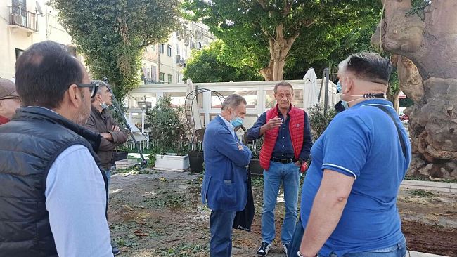 Trapani, verranno abbattuti 12 pini alla scuola materna 
