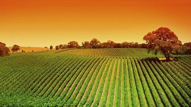 L’agricoltura italiana? Troppo indifesa