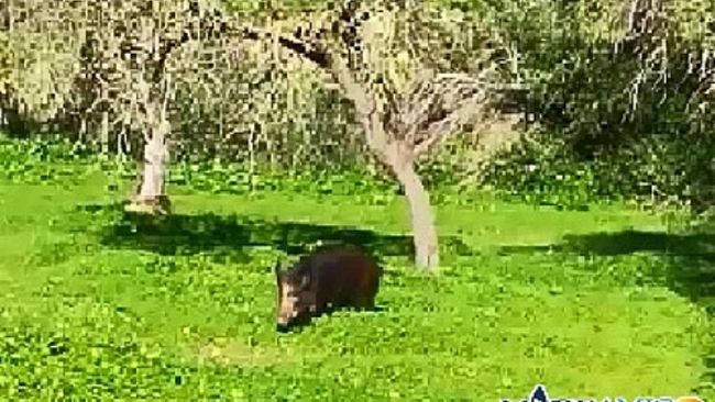 VIDEO- Mare Amico segnala i  cinghiali nella Valle dei Templi