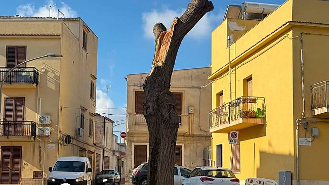 Enza Viola interroga l'amministrazione per l'intervento di potatura e il danneggiamento di un albero 