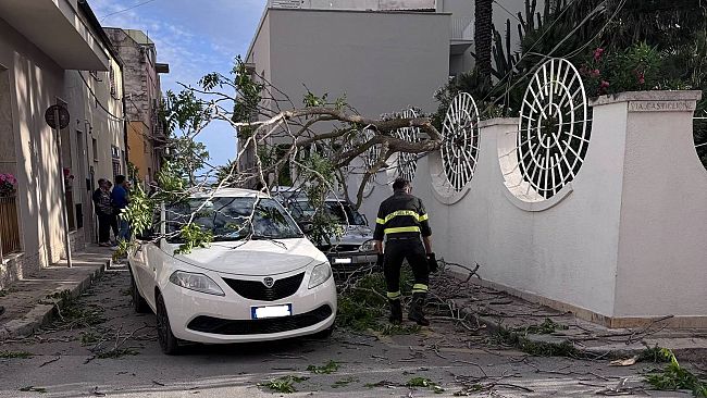 Mazara, cade un albero in via IV Aprile. Fortunatamente nessun danno a persone   