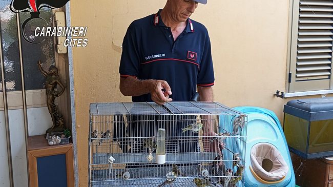 Fulgatore, denunciato uomo per detenzione illegale di animali di specie protette