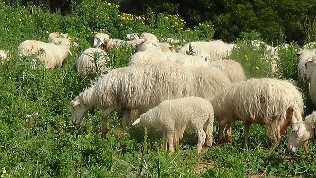 “Quattro chiacchiere con una….Pecora belicina”