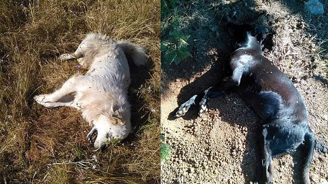 Mazara, Cani randagi avvelenati in C/da Santa Maria. Gesto inumano e criminale. “Istituzioni responsabili dell’aumento del randagismo in Città”.