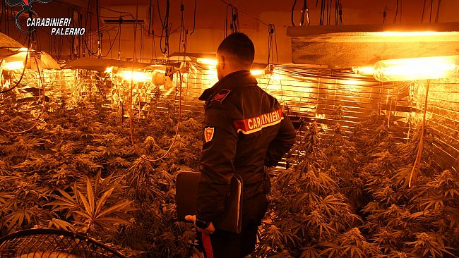 Serra di cannabis e furto di energia, nei guai a Carini un uomo e due donne