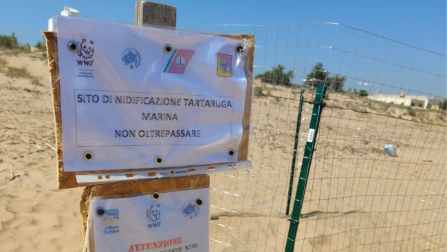 Nidificazione di tartarughe caretta caretta sulla spiaggia di Tre Fontane