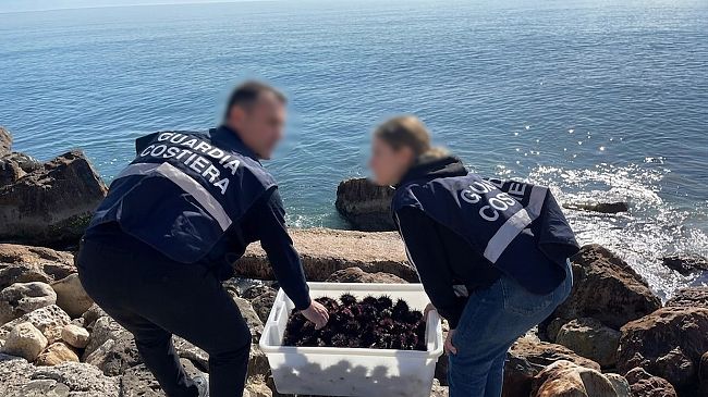 Guardia Costiera di Trapani: sequestrati 500 ricci di mare a un diportista